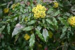 vignette Mahonia aquifolium 'Donewell'