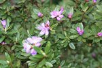 vignette Rhododendron orthocladum var. orthocladum