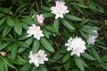 vignette Rhododendron 'Rosamundi'