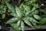 vignette Schisandra propinqua ssp. sinensis
