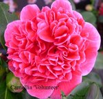 vignette Camellia 'Volunteer'