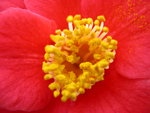 vignette Camellia 'Jupiter', japonica