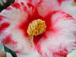 vignette Camellia 'Tsuki-no-wa' = 'Robert Lasson' japonica