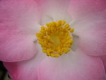 vignette Camellia 'Sunny Side', japonica