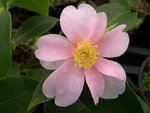 vignette Camellia 'Yume', x yuhsienensis