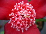 vignette Camellia 'Lipstick'