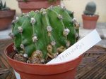 vignette Echinopsis subdenudata