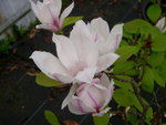 vignette Magnolia x soulangeana 'Picture'