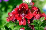 vignette Schisanthus (Rouge)