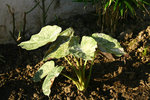 vignette alocasia wendtii