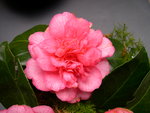 vignette Camellia 'Can Can', japonica