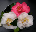 vignette Camellia 'Carol Lynn', japonica