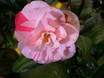 vignette Camellia 'Carters Sunburst', japonica