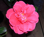 vignette Camellia 'Castro', japonica
