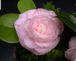 vignette Camellia 'Chardonneret', japonica