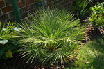 vignette chamerops humilis 09/04/2007