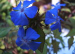 vignette Ceratostigma plumbaginoides