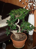 vignette ficus