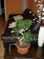 vignette ficus