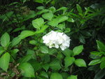 vignette Hortensia blanc