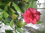 vignette camelia