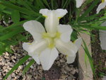 vignette iris sibirica blanche