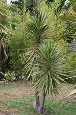 vignette yucca variegata