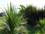 vignette cordyline australis