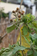 vignette Solanum mauritianum = Solanum auriculatum
