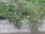 vignette Solanum muricatum - Pepino ou Poire-melon
