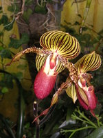 vignette Paphiopedilum rothschildianum - Orchide