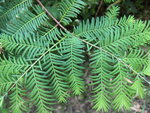 vignette Metasequoia glyptostroboides