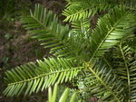 vignette Cephalotaxus koreana