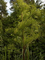 vignette Taxodium distichum nutans