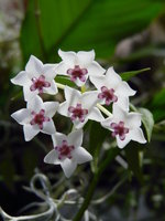 vignette Hoya bella fleur