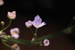 vignette Echinodorus bleheri fleur