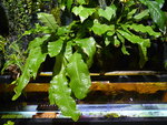 vignette Microsorum musifolium crocodyllus