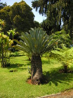 vignette Encephalartos lehmannii ?