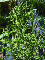 vignette Rhipsalis cereuscula