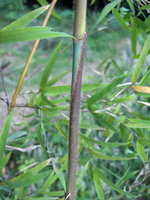 vignette Yushania tracheloides