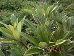 vignette Rhododendron arboreum