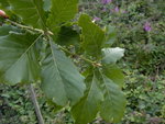 vignette Quercus dentata yunnanensis