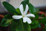 vignette Tiar - Gardenia Tahitensis
