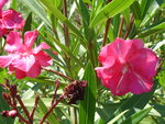 vignette Nerium oleander '???' (Laurier rose double rouge)