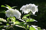 vignette hortensia blanc
