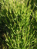 vignette Euphorbia tirucalli