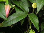 vignette Passiflora mollissima - Passiflore 'Banane'