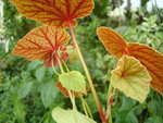 vignette Begonia grandis ssp.evansiana