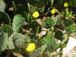 vignette re cactus raquette en fleur