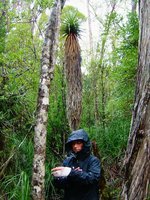 vignette Tasmanie  forêts  difficile accés